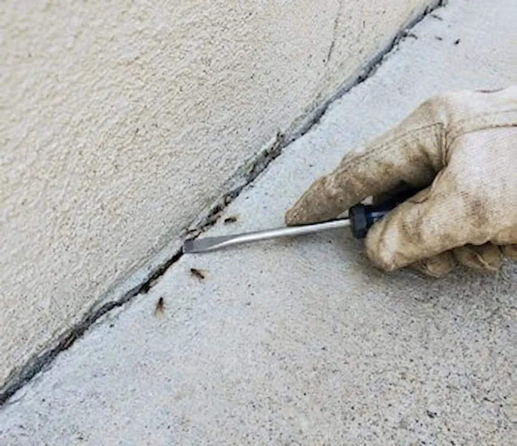 New Homeowner Pest Prevention Guide for Mount Pleasant, SC